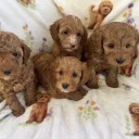Cavapoo