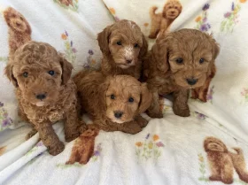 Cavapoo