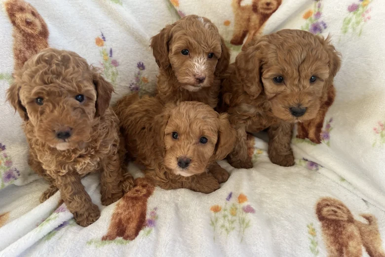 Cavapoo