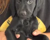 Cockapoo