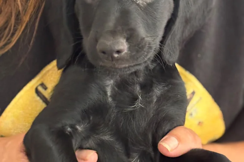 Cockapoo