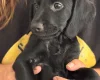 Cockapoo