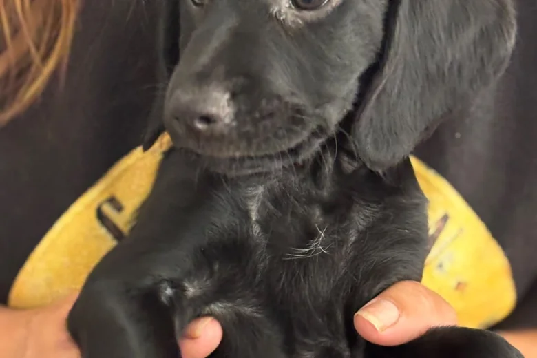 Cockapoo