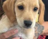 Cockapoo