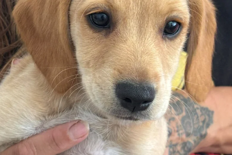 Cockapoo