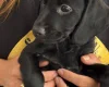 Cockapoo