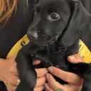Cockapoo