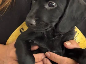 Cockapoo