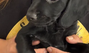 Cockapoo