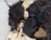 Cockapoo