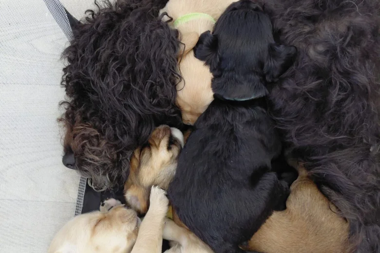 Cockapoo