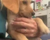 Cockapoo