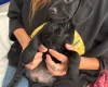 Cockapoo