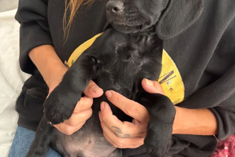 Cockapoo