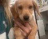 Cockapoo