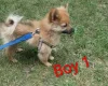 Pomeranian