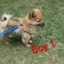 Pomeranian