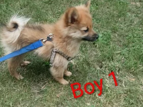 Pomeranian