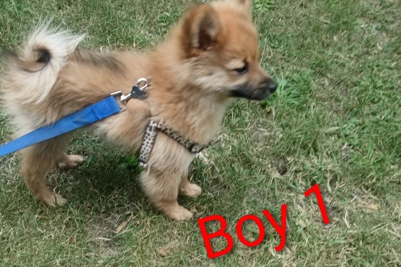 Pomeranian