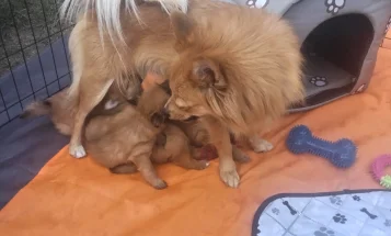 Pomeranian