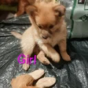 Pomeranian