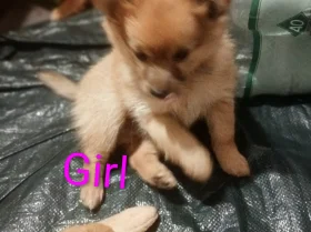 Pomeranian