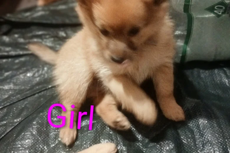 Pomeranian