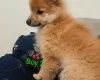 Pomeranian