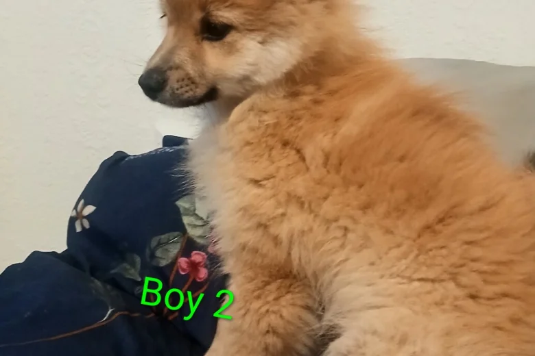 Pomeranian