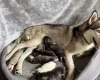 Siberian Husky