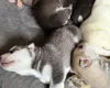 Siberian Husky