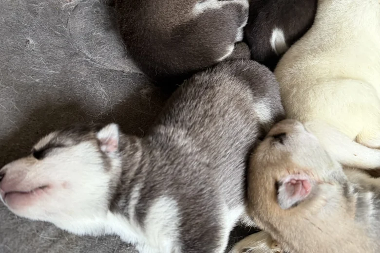 Siberian Husky