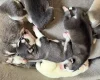 Siberian Husky