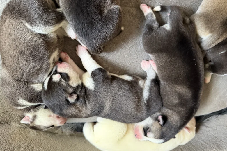 Siberian Husky