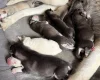 Siberian Husky