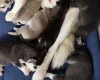 Siberian Husky