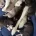 Siberian Husky