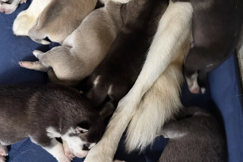 Siberian Husky