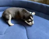 Siberian Husky