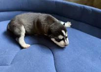 Puppy 6
