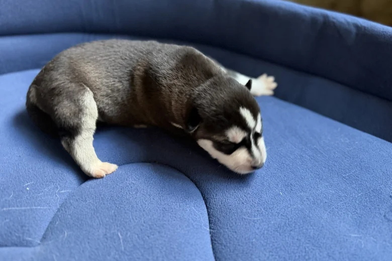 Siberian Husky