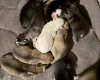 Siberian Husky