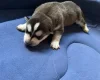 Siberian Husky
