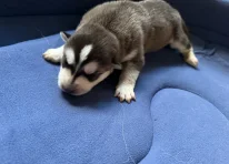 Puppy 5