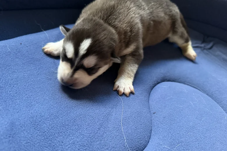 Siberian Husky