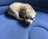 Siberian Husky