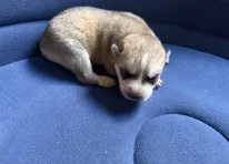 Puppy 4