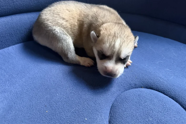 Siberian Husky