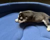 Siberian Husky