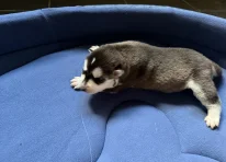 Puppy 2